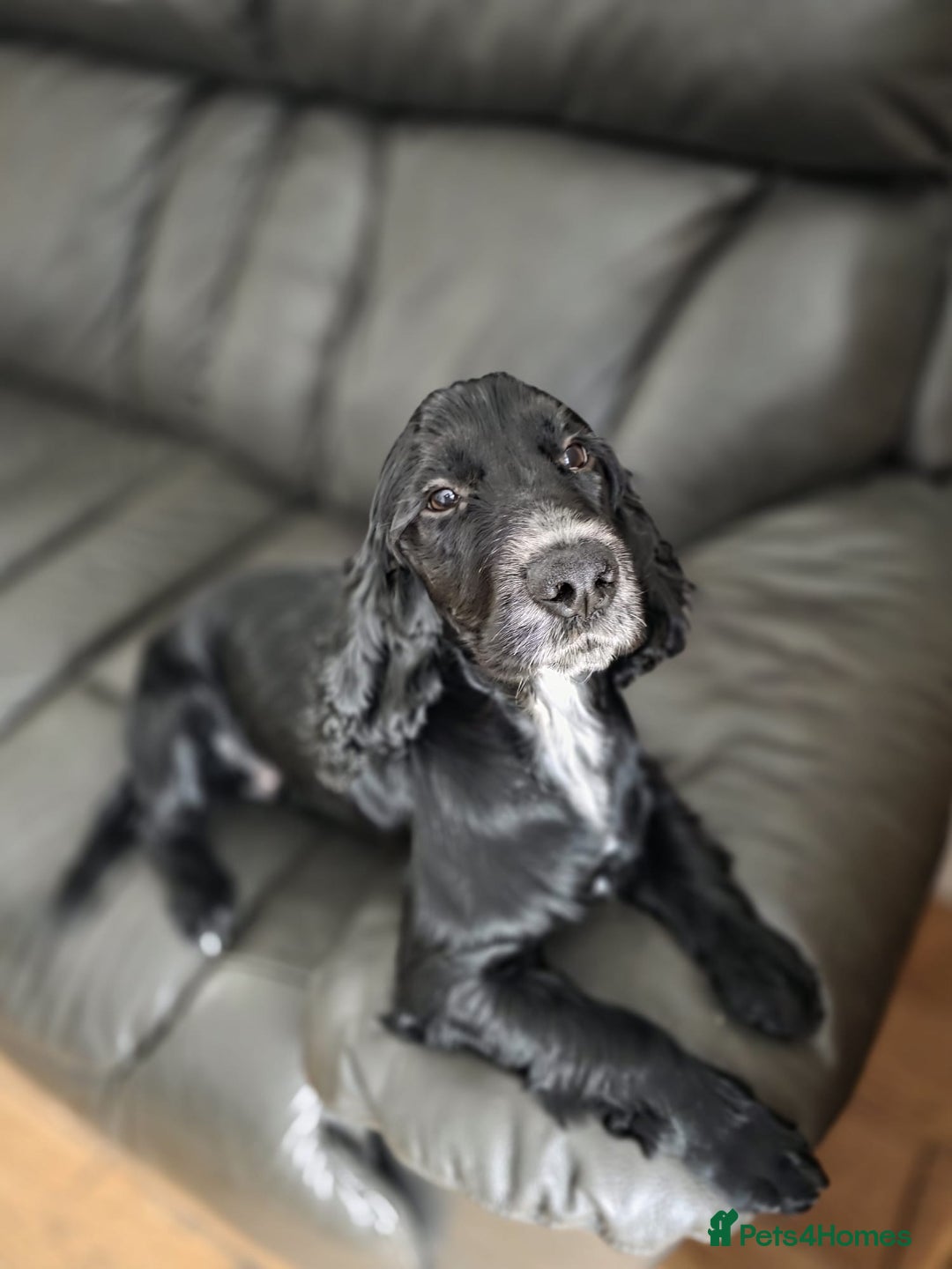 Cocker Spaniel dogs for sale: Winnie - cocker spaniel - Advert 3