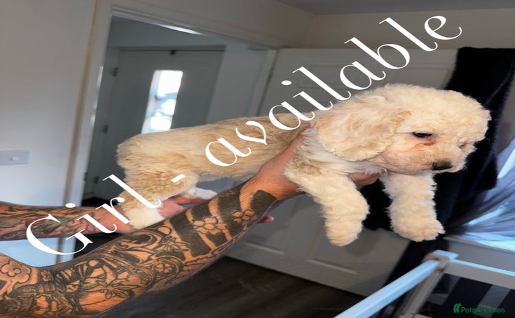 Cockapoo dogs - Advert 5
