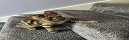 Bengal cats for sale: Gorgeous bengal boy 4 months old in Swindon - Advert 5