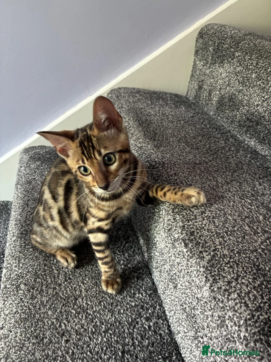 Bengal cats for sale: Gorgeous bengal boy 4 months old in Swindon - Advert 5