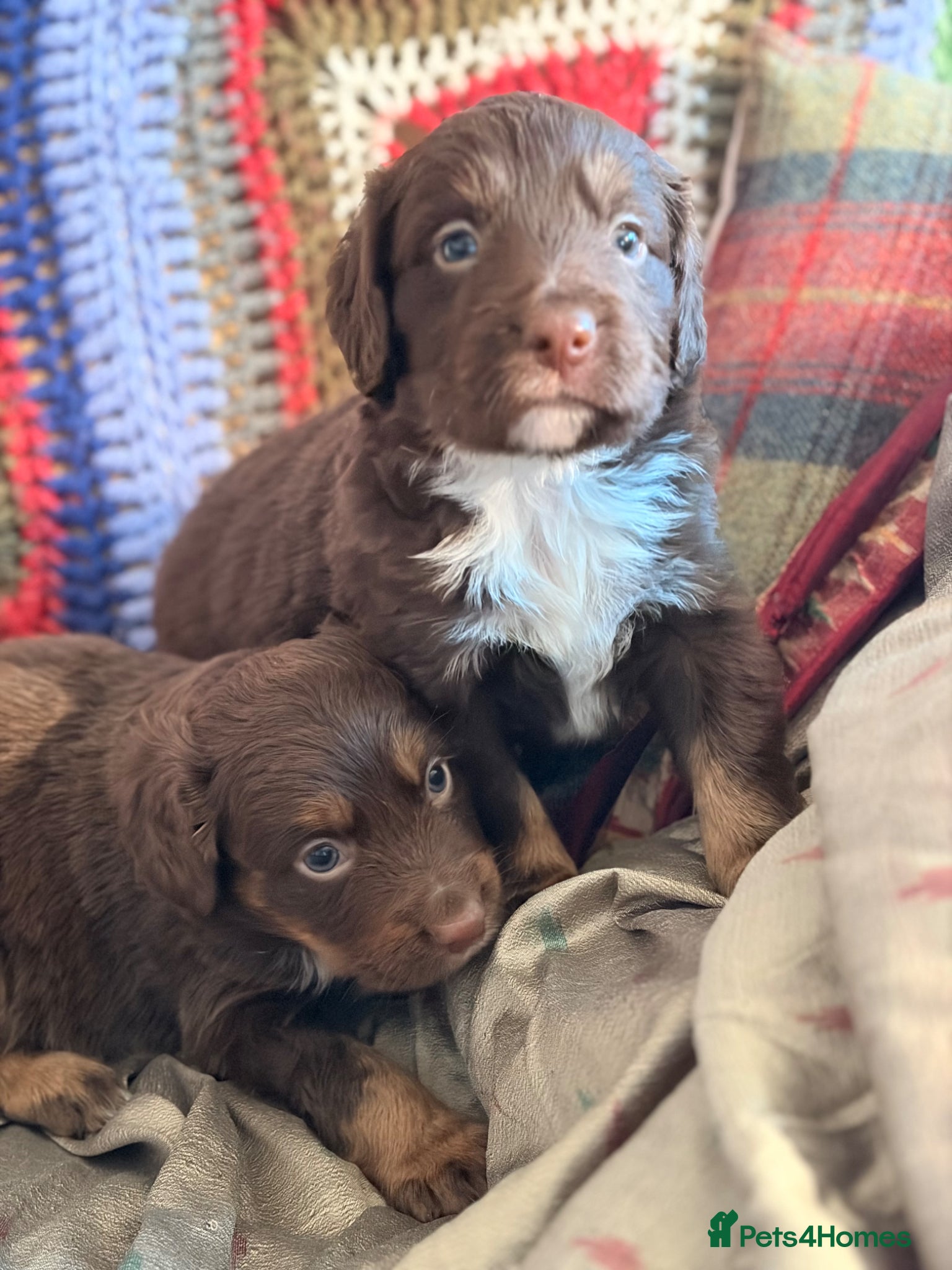 Cocker Spaniel dogs STUNNING WORKING COCKER SPANIEL PUPS.  - Advert 1