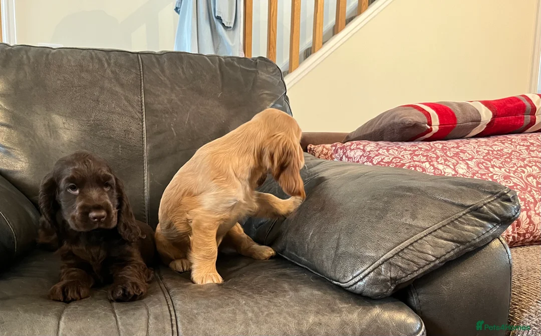 Cocker Spaniel dogs for sale: Health tested KC show type cocker 🐶 ⭐️  - Advert 10