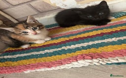 Mixed Breed cats for sale: Kittens  - Image 1