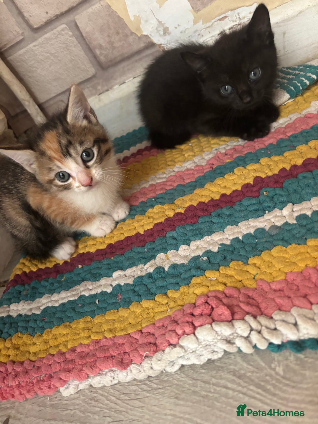 Mixed Breed cats for sale: Kittens  - Image 1