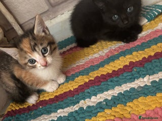 Mixed Breed cats - Advert 35