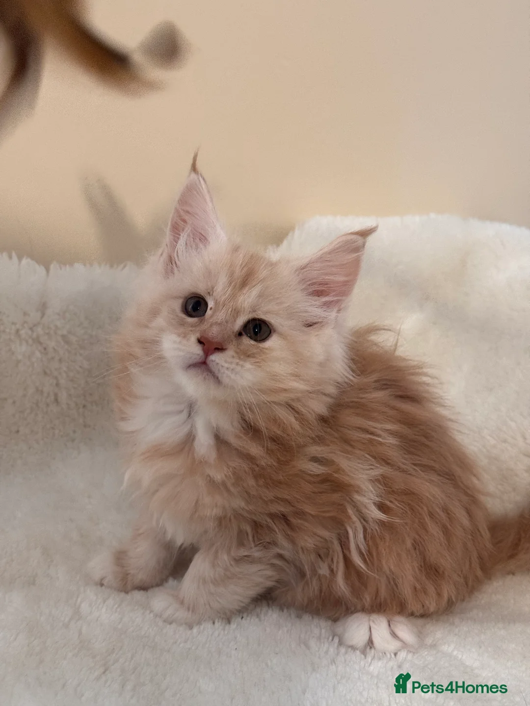 Maine Coon cats for sale: The last Maine Coon Shaded Line kittens pedigrees - Advert 10