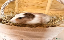 Guinea Pig rodents for sale: 3 baby guinea pigs  - Image 4