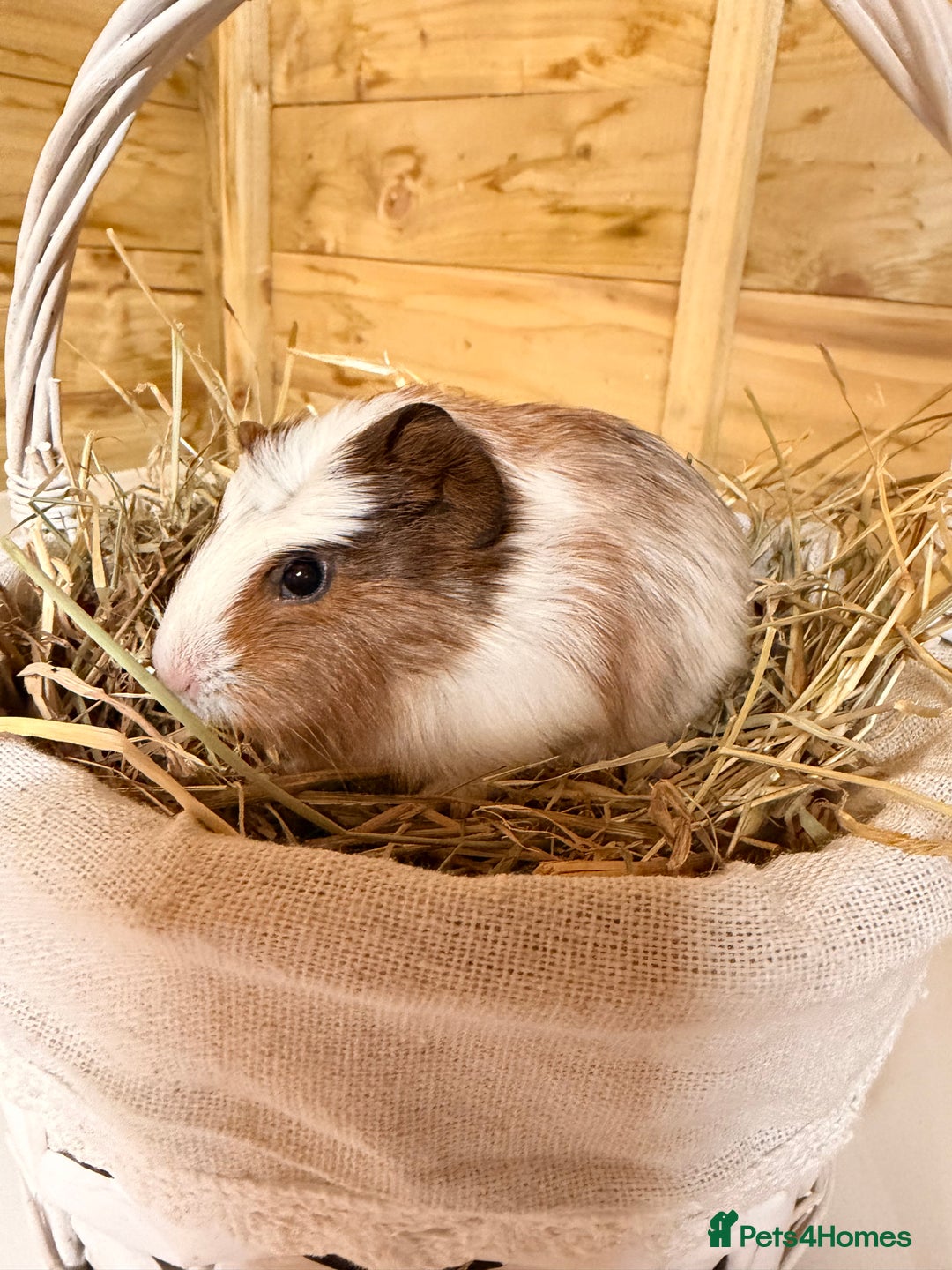 Guinea Pig rodents for sale: 3 baby guinea pigs  - Image 4