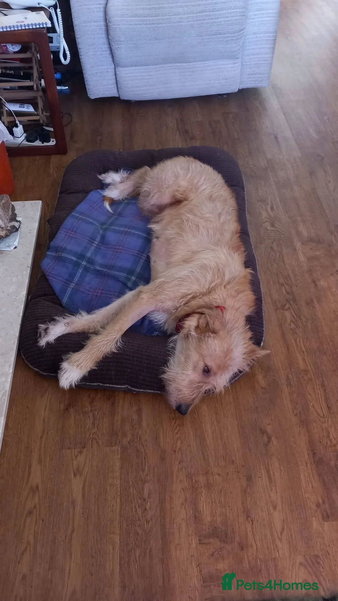 Mixed Breed dogs for adoption: Meet Blondie, currently residing in Lincolnshire  in Alford - Advert 2