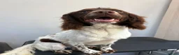 Welsh Springer Spaniel dogs for sale: 9 month old Springer Spaniel  - Advert 1