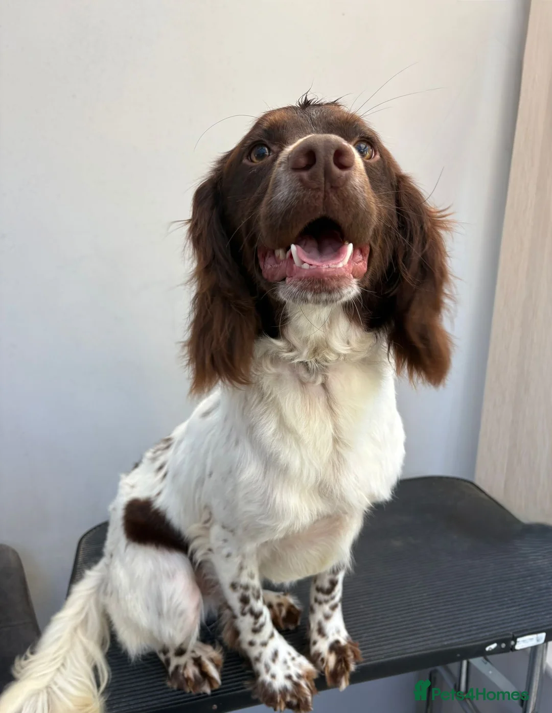 Welsh Springer Spaniel dogs for sale: 9 month old Springer Spaniel  - Advert 1