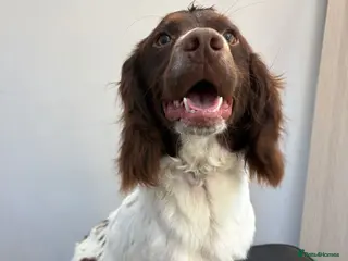 Welsh Springer Spaniel dogs 9 month old Springer Spaniel - Advert 1