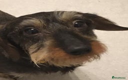 Miniature Dachshund dogs for stud: MINIATURE WIREHAIRED DACHSHUND STUD *PROVEN**KC ** in Manchester - Image 7