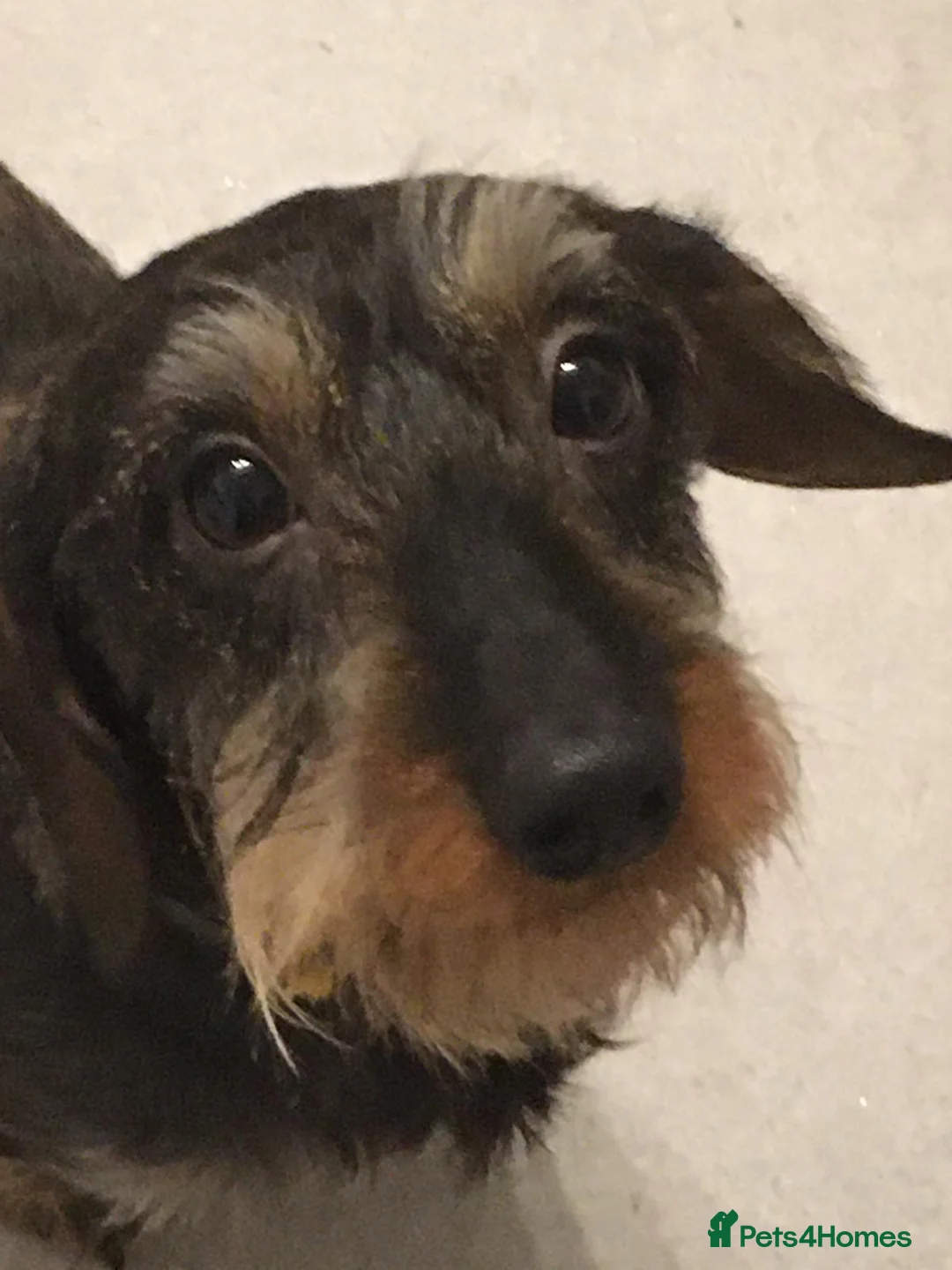 Miniature Dachshund dogs for stud: MINIATURE WIREHAIRED DACHSHUND STUD *PROVEN**KC ** in Manchester - Advert 7