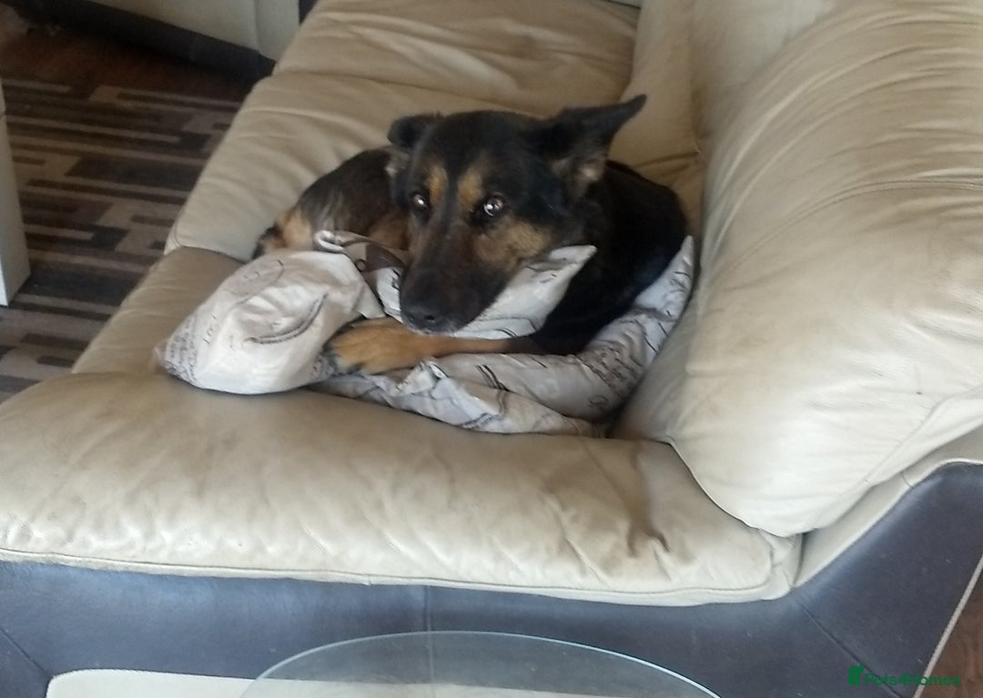 German Shepherd dogs for sale: Molly  - Image 2
