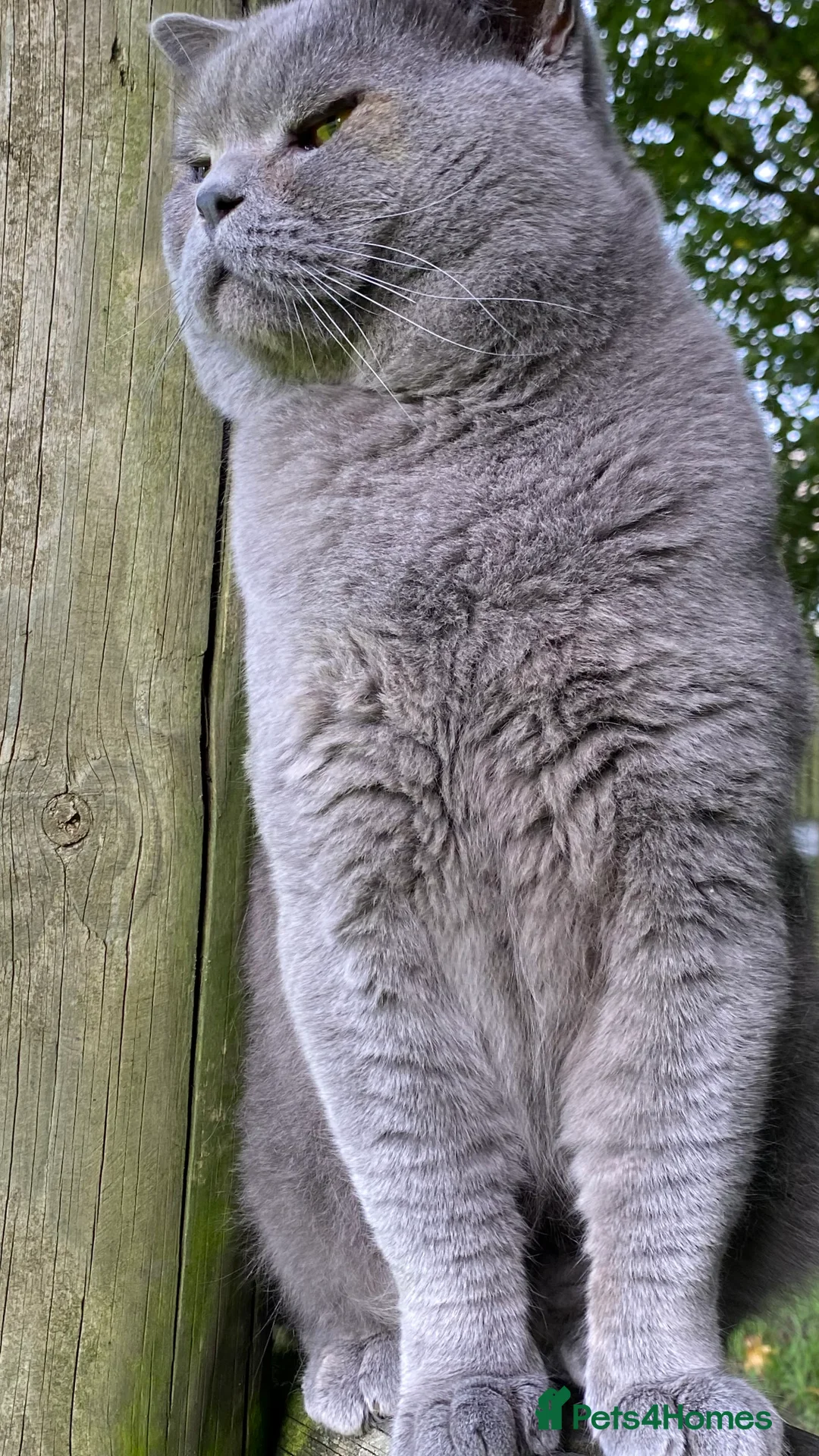 British Shorthair cats for stud: Meet Leo, Active Registered GCCF BHS Stud in Clitheroe - Advert 11