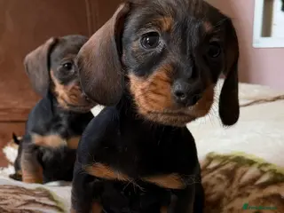 Miniature Dachshund dogs Miniature dachshunds ready now 💕💙 - Advert 18