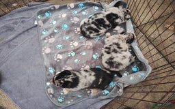 Border Collie dogs for sale: Border Collie Puppies Top Quality! - Image 16