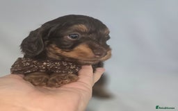 Doxiepoo dogs for sale: Adorable PRA clear daxipoos hypoallergenic  - Image 19