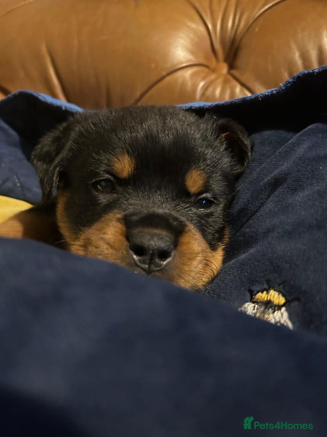 Rottweiler dogs for sale: *** Pedigree Rottweilers due 4th dec*** - Advert 9