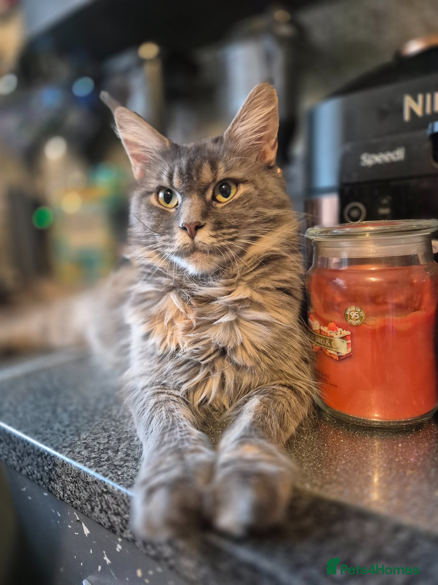 Maine Coon cats 🔥 STUNNING MAINE COON BOY- READY FOR HIS HOME 🔥 - Advert 2