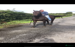English Thoroughbred horses for sale: A big girl with huge heart to go far - Image 10