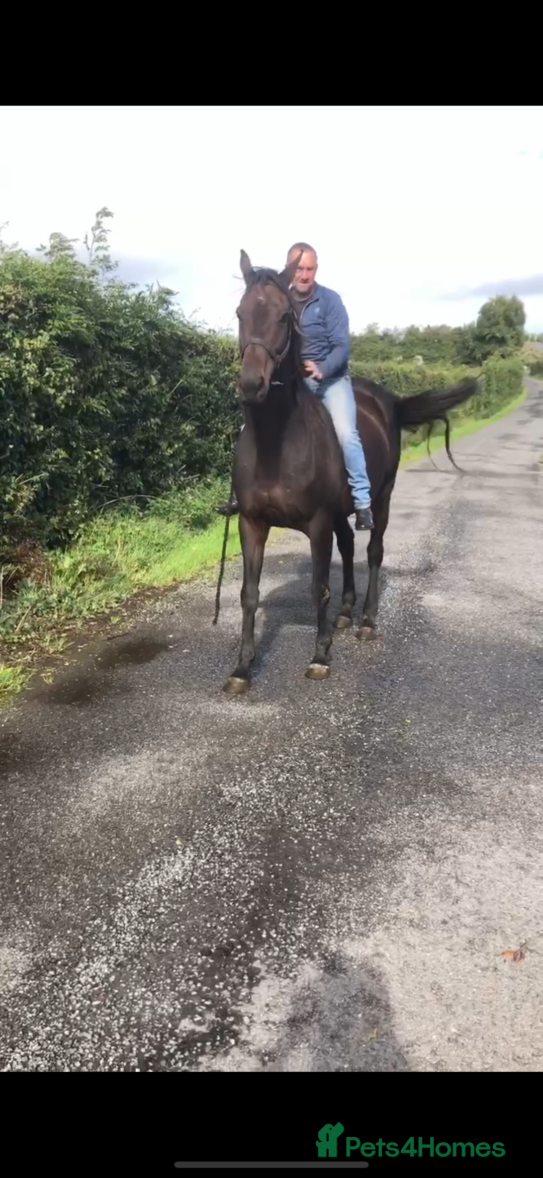 English Thoroughbred horses for sale: A big girl with huge heart to go far - Image 10
