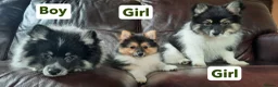 Mixed Breed dogs for sale: Gorgeous Pomeranian × Japanese Spitz Puppies in Falkirk - Advert 23