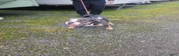 English Bulldog dogs for stud: For stud KC registered  - Advert 2