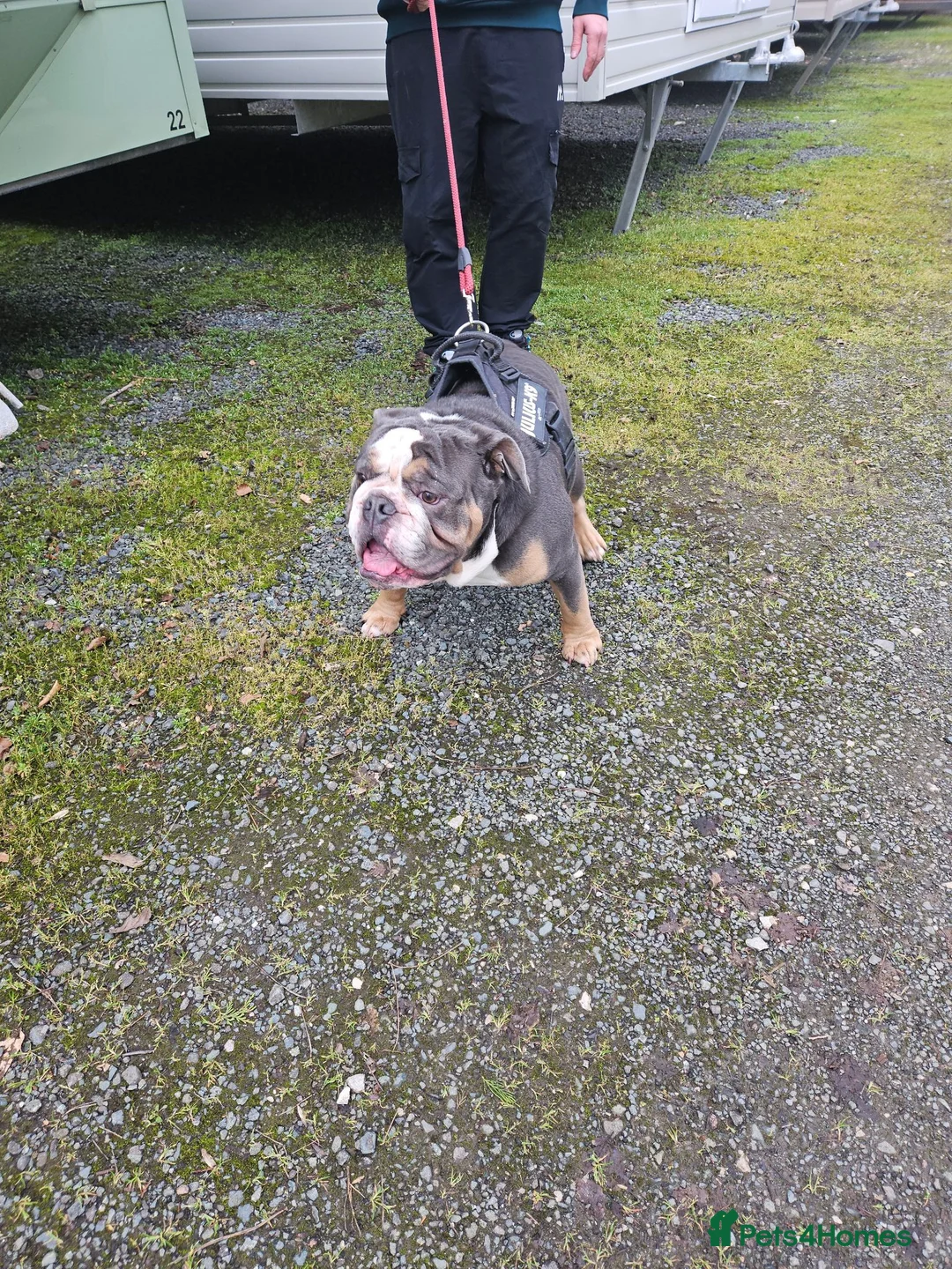 English Bulldog dogs for stud: For stud KC registered  - Advert 2