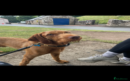 Hungarian Vizsla dogs for sale: Wired hair Hungarian vizsla  - Image 2