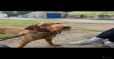 Hungarian Vizsla dogs - Advert 8