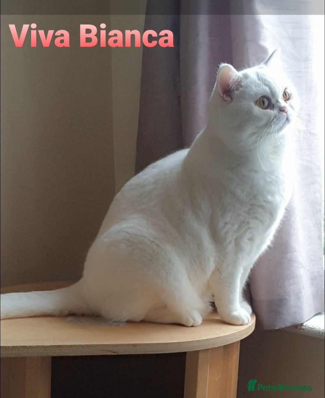 British Shorthair cats Closing of BSH cattery, 50% discount  - Advert 2