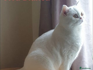British Shorthair cats Closing of BSH cattery, 50% discount - Advert 2