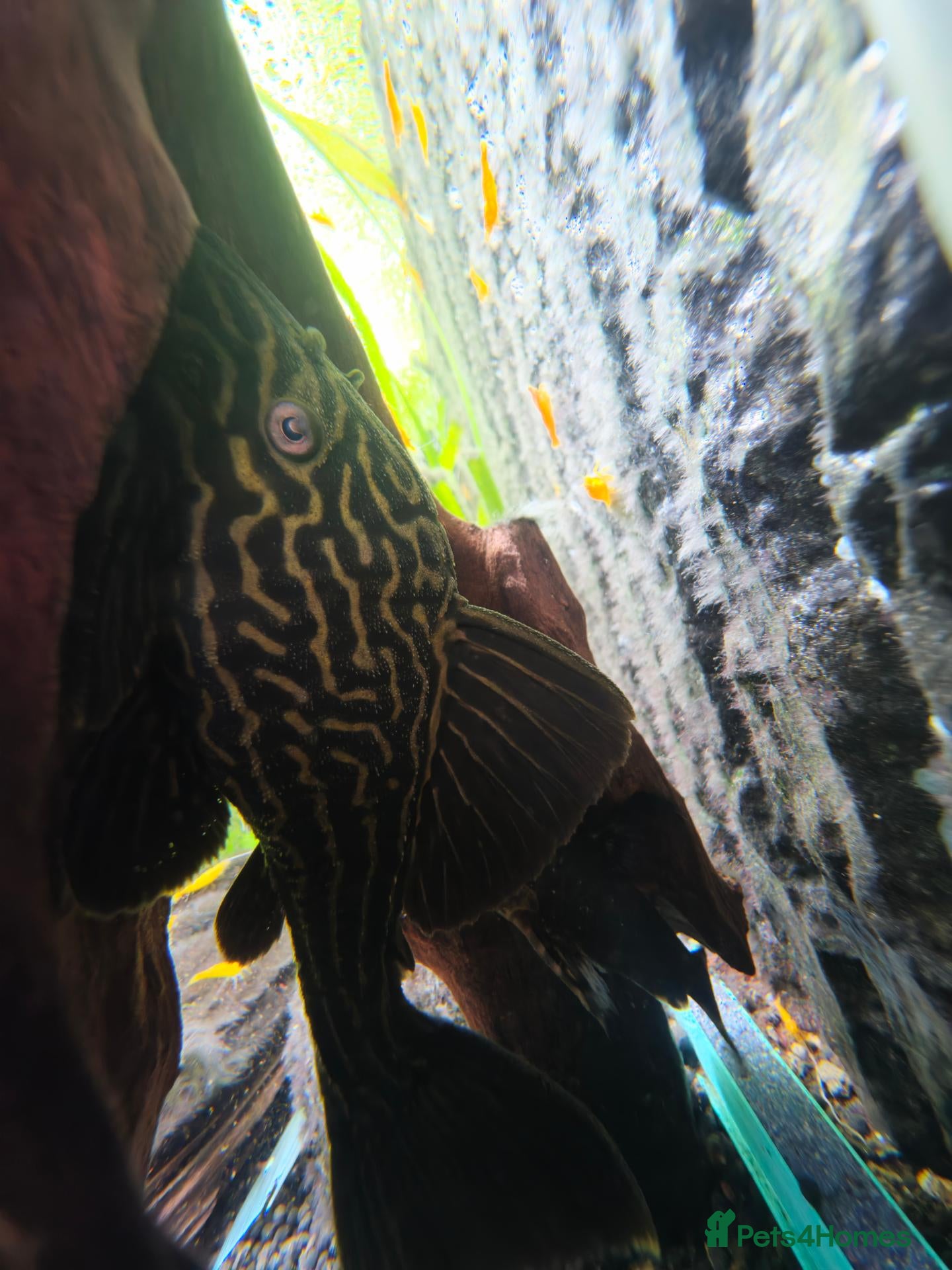 Plecos fish 🚨*RARE* STUNNING L27C GOLDEN LINE ROYAL PLECO🚨 - Advert 1