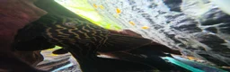 Plecos fish for sale: 🚨*RARE* STUNNING L27C GOLDEN LINE ROYAL PLECO🚨 - Advert 1