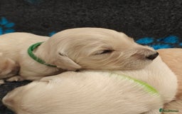 Golden Retriever dogs for sale: Outstanding KC registered Golden Retriever Puppies - Image 3