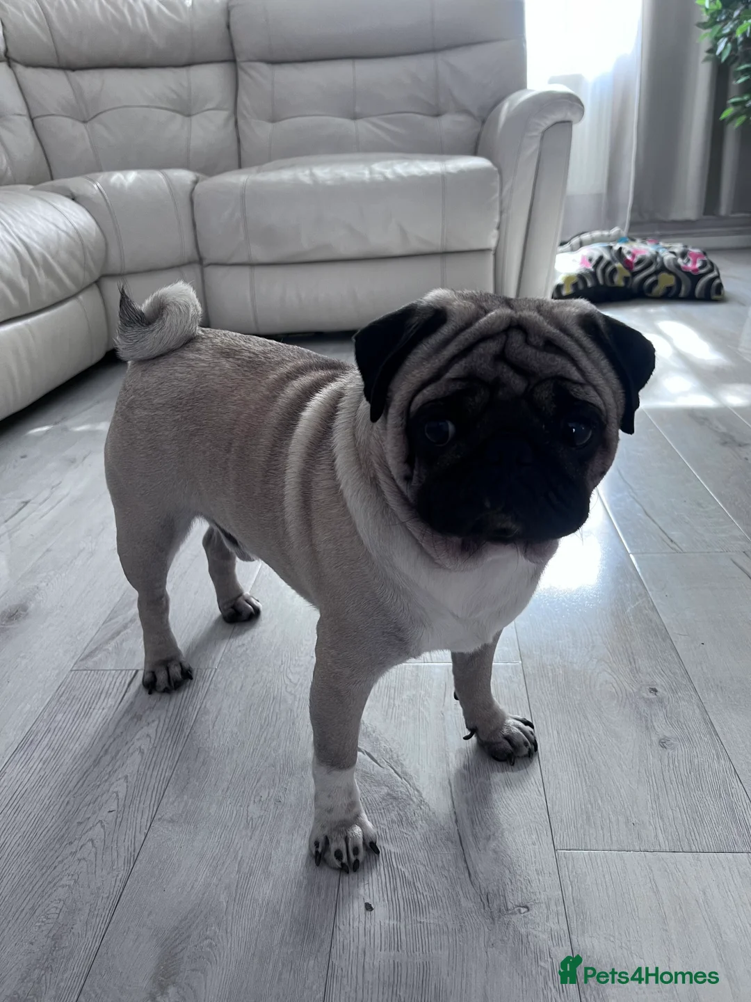 Pug dogs for stud: Pug for stud ❤️ - Advert 4