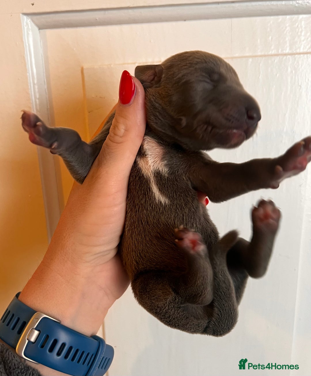 Whippet dogs for sale: Lovely petite Whippets - Image 20
