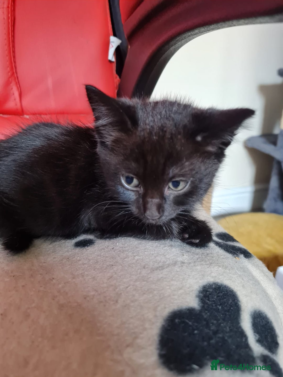 Mixed Breed cats for sale: 6 lovely devils are urgently looking for a human - Image 7