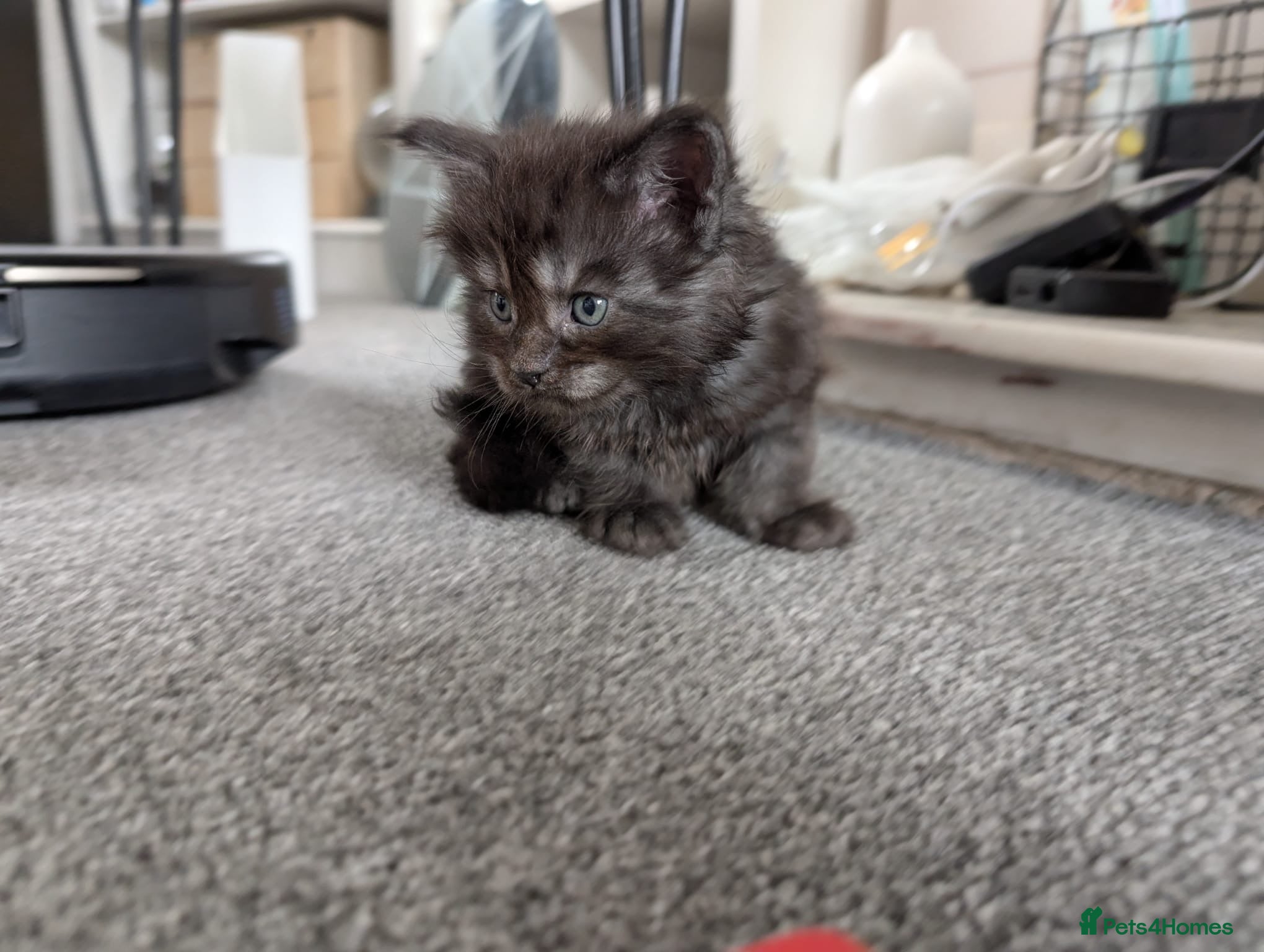 Maine Coon cats for sale: Maine coon kittens  - Advert 7