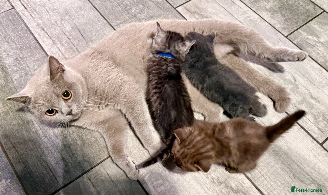 British Shorthair cats for sale: 2 British Shorthair kittens - Image 7