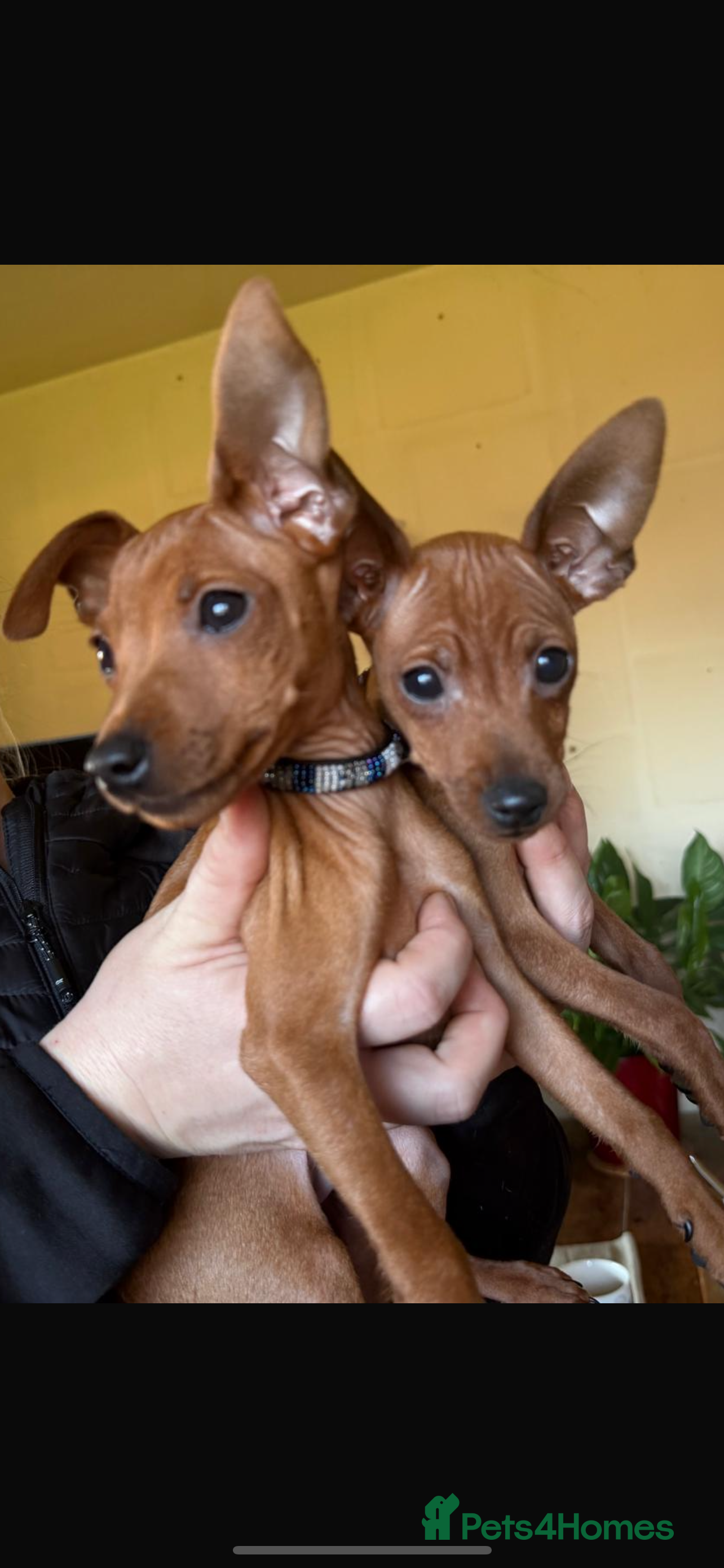 Miniature Pinscher dogs Stunning KC Miniature Pinscher puppies - Advert 2