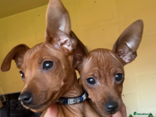 Miniature Pinscher dogs Stunning KC Miniature Pinscher puppies - Advert 4