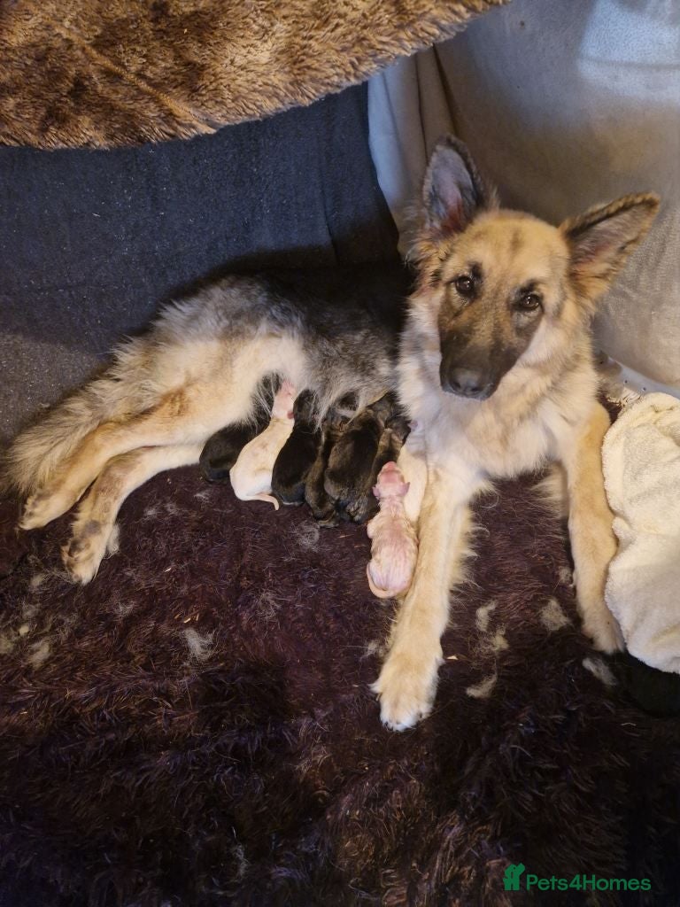 German Shepherd dogs German shepherd puppies - Advert 1