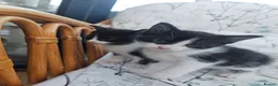Mixed Breed cats for sale: Very friendly playful Kittens 3 boys 1 girl - Advert 6