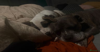 Mixed Breed dogs in Weston-super-Mare - Advert 3