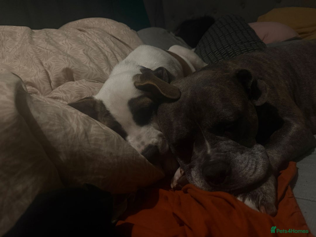 Mixed Breed dogs for sale: 🐶 Staffy x Japanese Akita Puppies 🐶 in Weston-super-Mare - Image 3