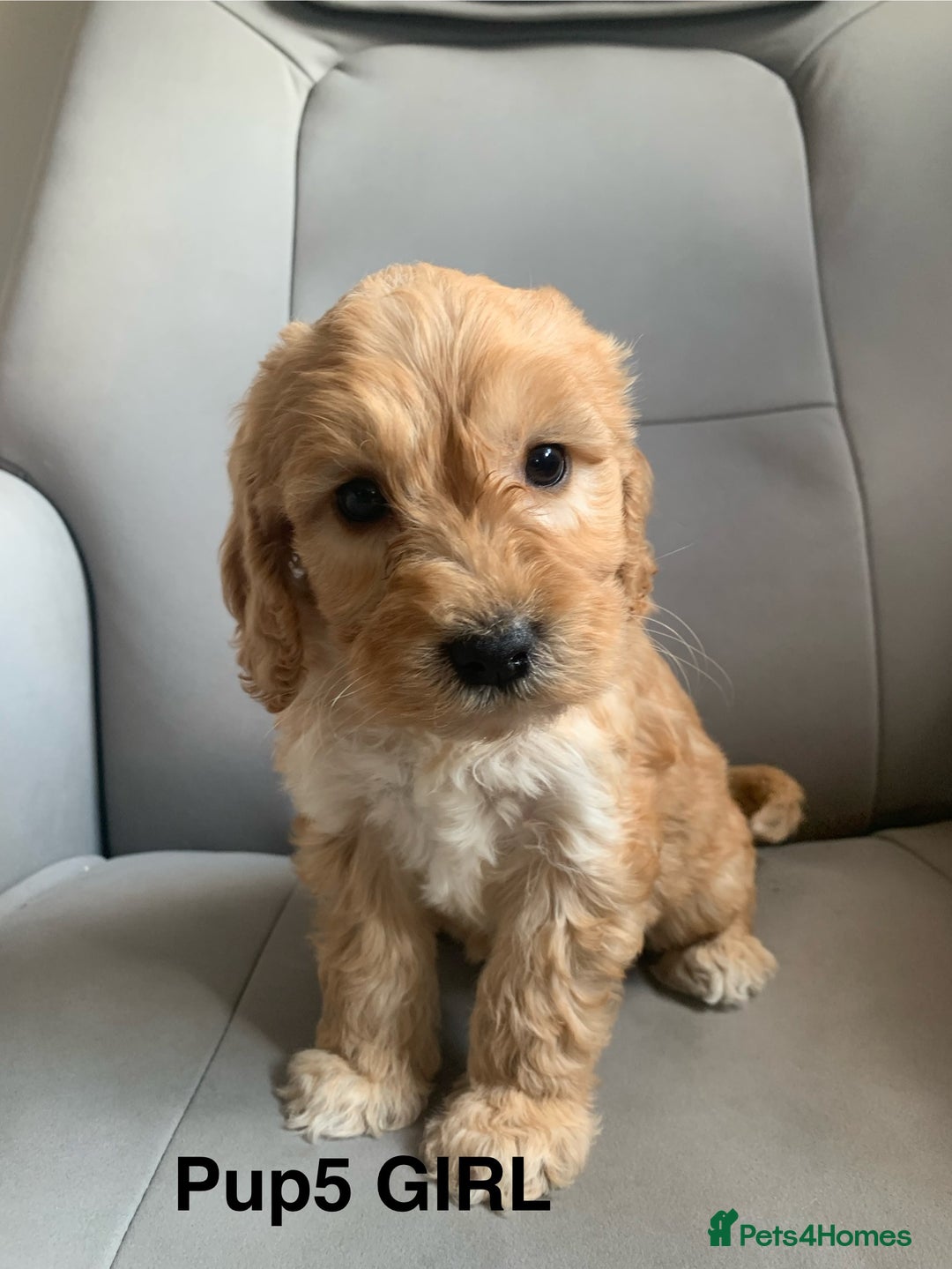 Cockapoo dogs for sale: Beautiful Cockapoo Puppies  - Image 11
