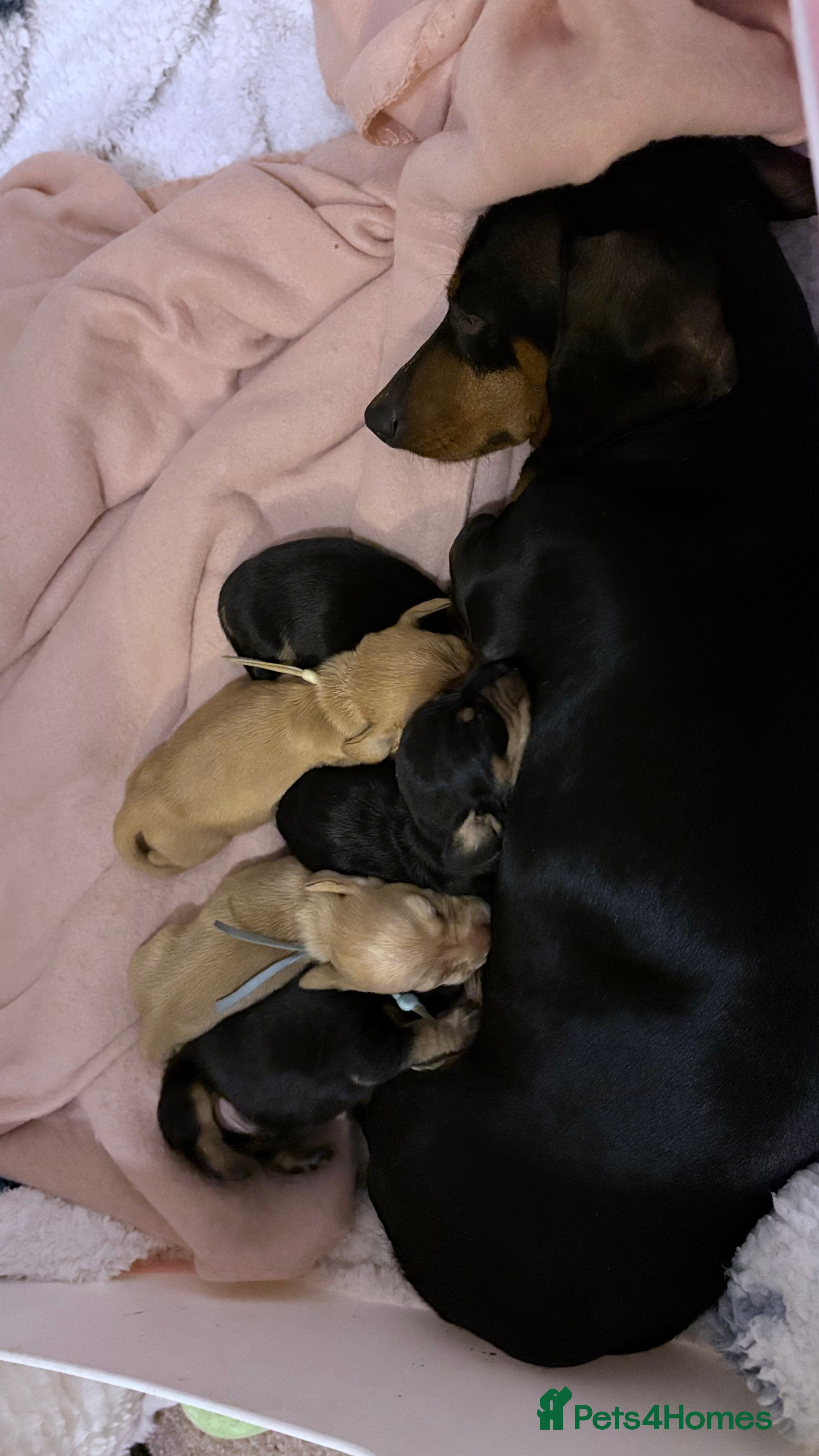 Miniature Dachshund dogs 🩷Beautiful Miniature Dachshund Girls🩷 - Advert 3